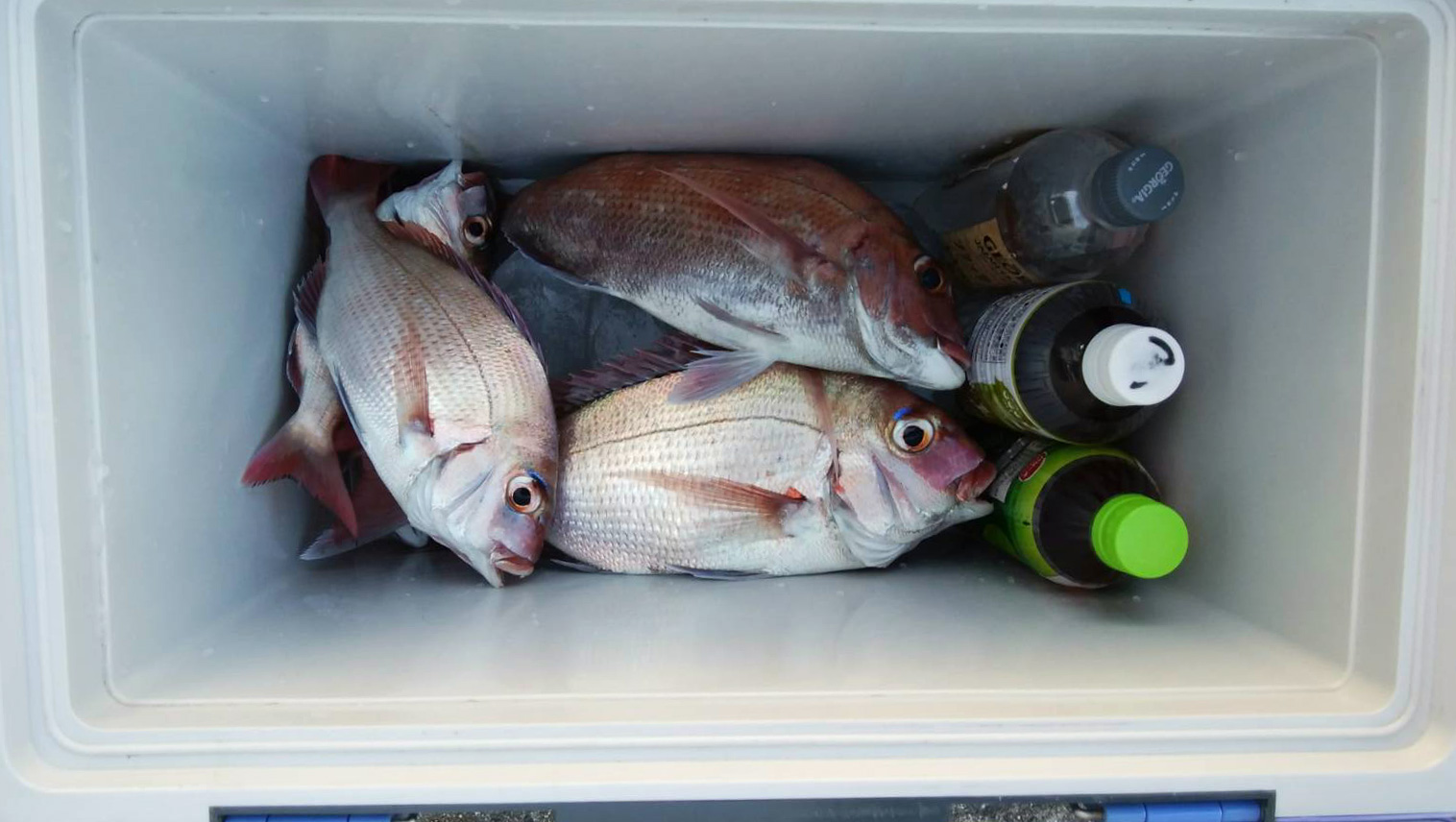 太刀魚20〜30匹とタイ