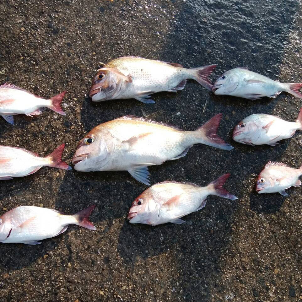  RSK取材：タイ30〜48cm