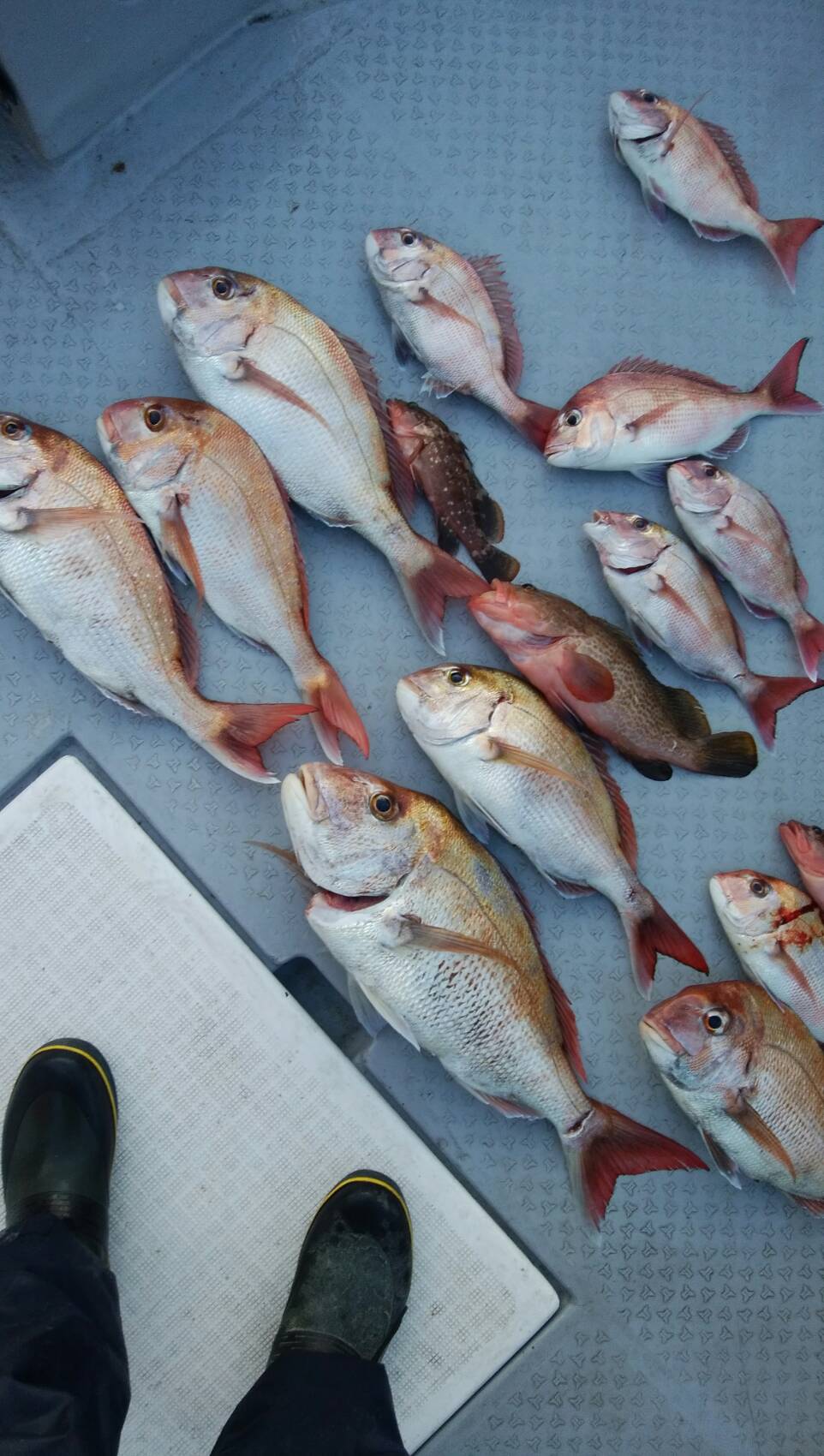 タイ50〜65cmアコウ30〜48センチ