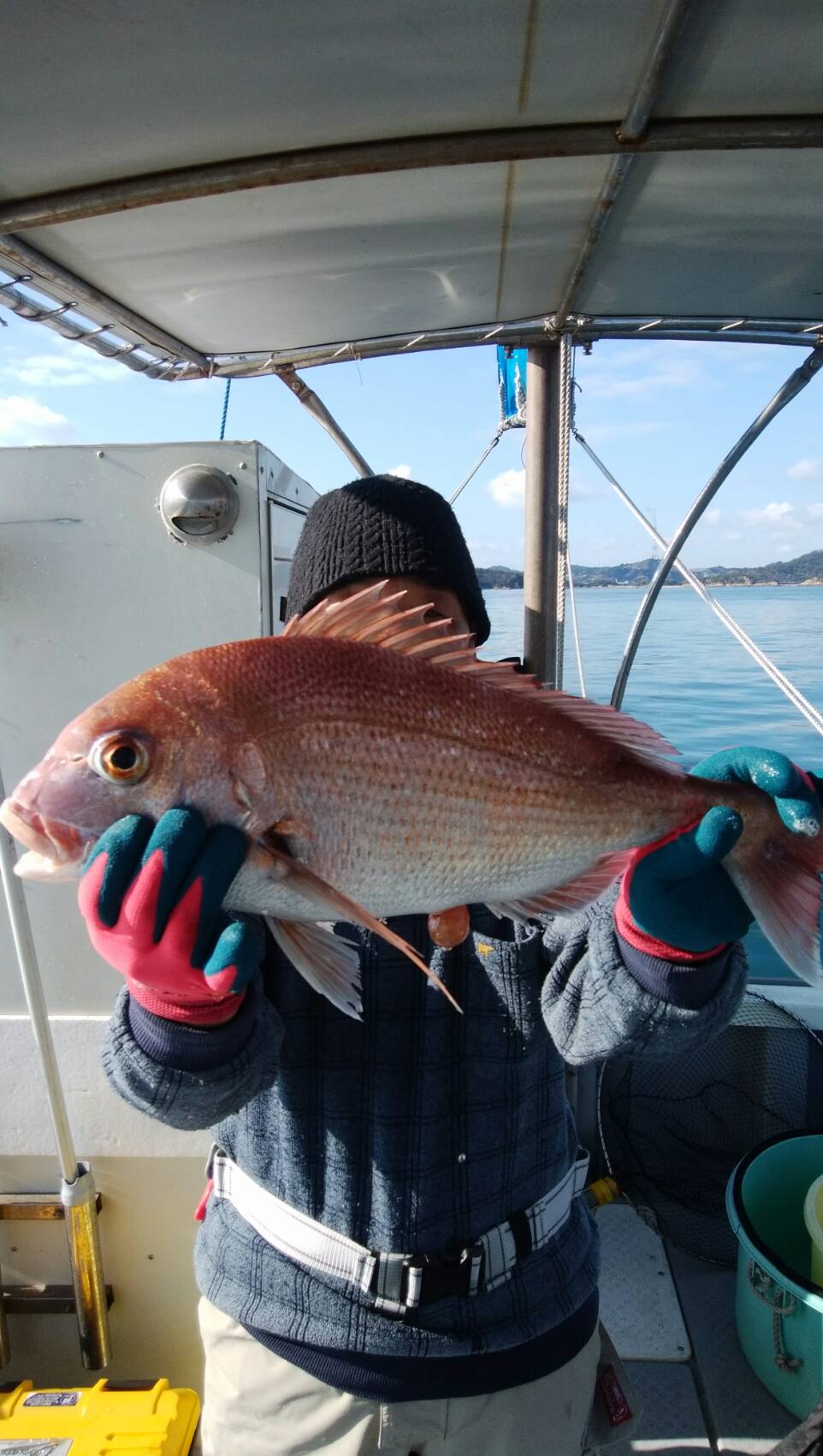 タイ50〜65cmアコウ30〜48センチ