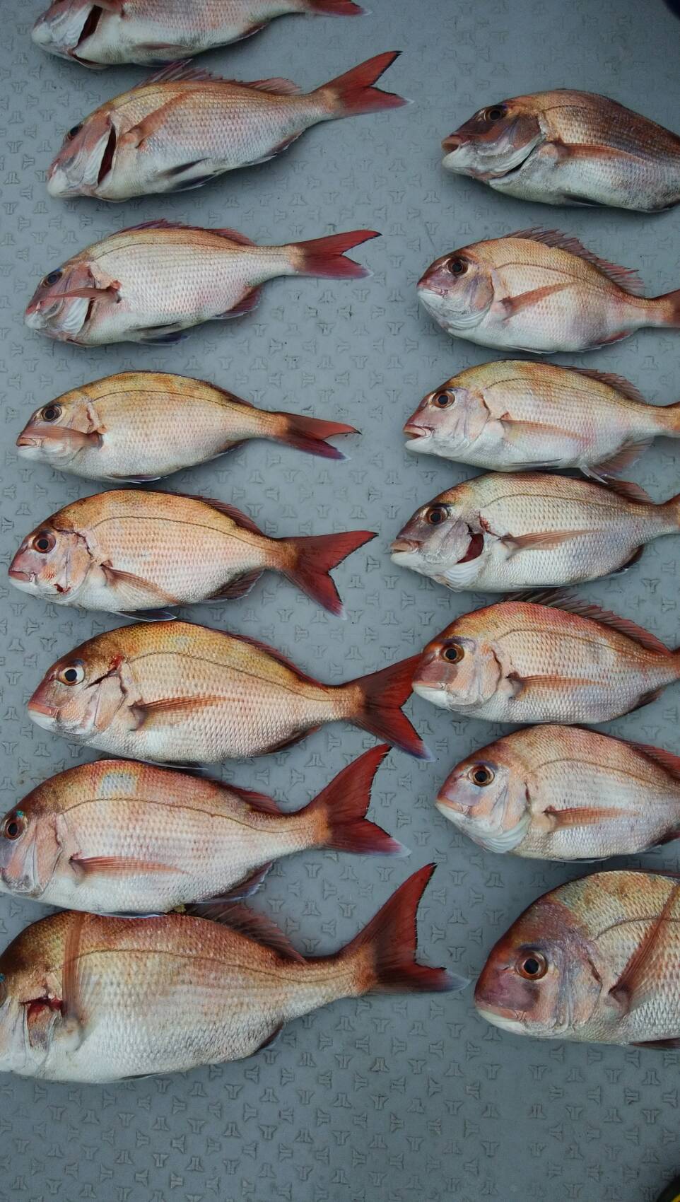 タイ35〜45cm