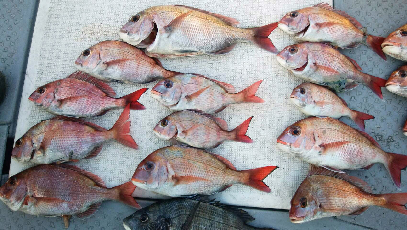 タイ35から46cm