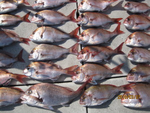 真鯛３５センチ～５０センチ、５２匹の釣果