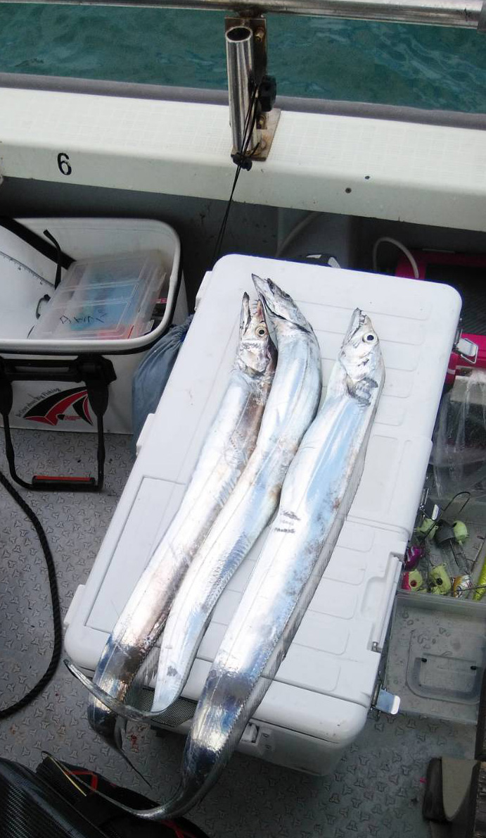 ツバス6０センチ太刀魚