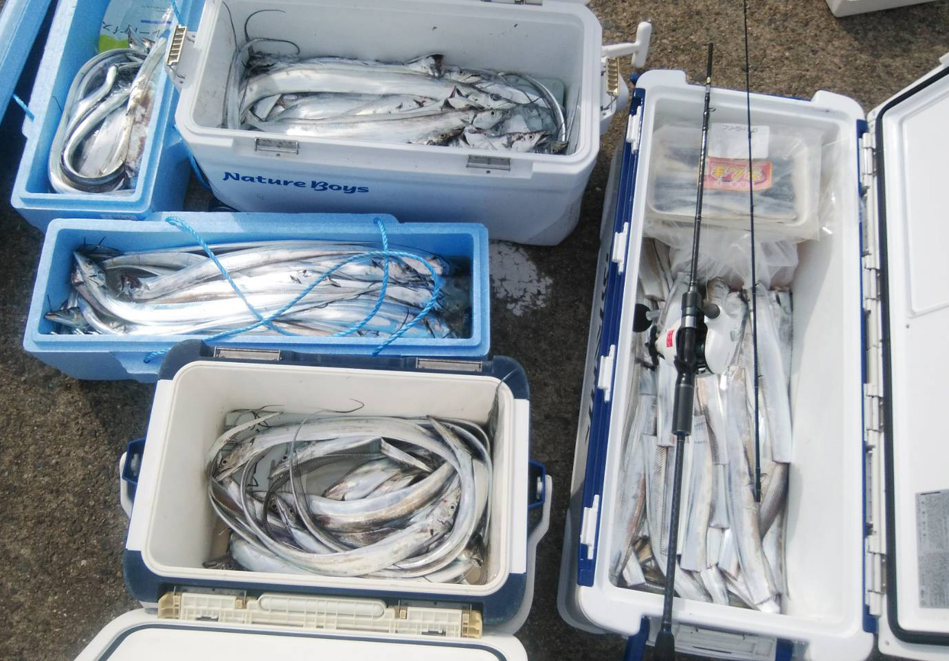 太刀魚がたくさん釣れました