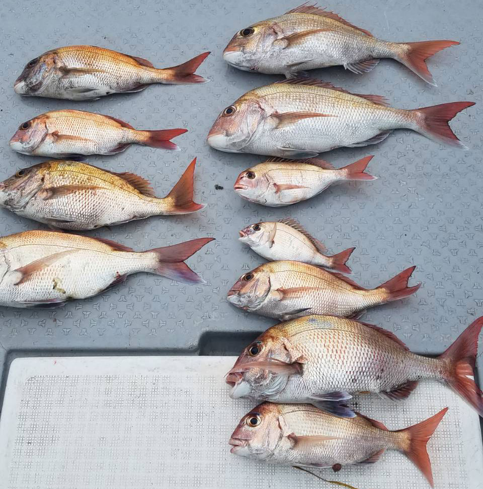 タイラバー