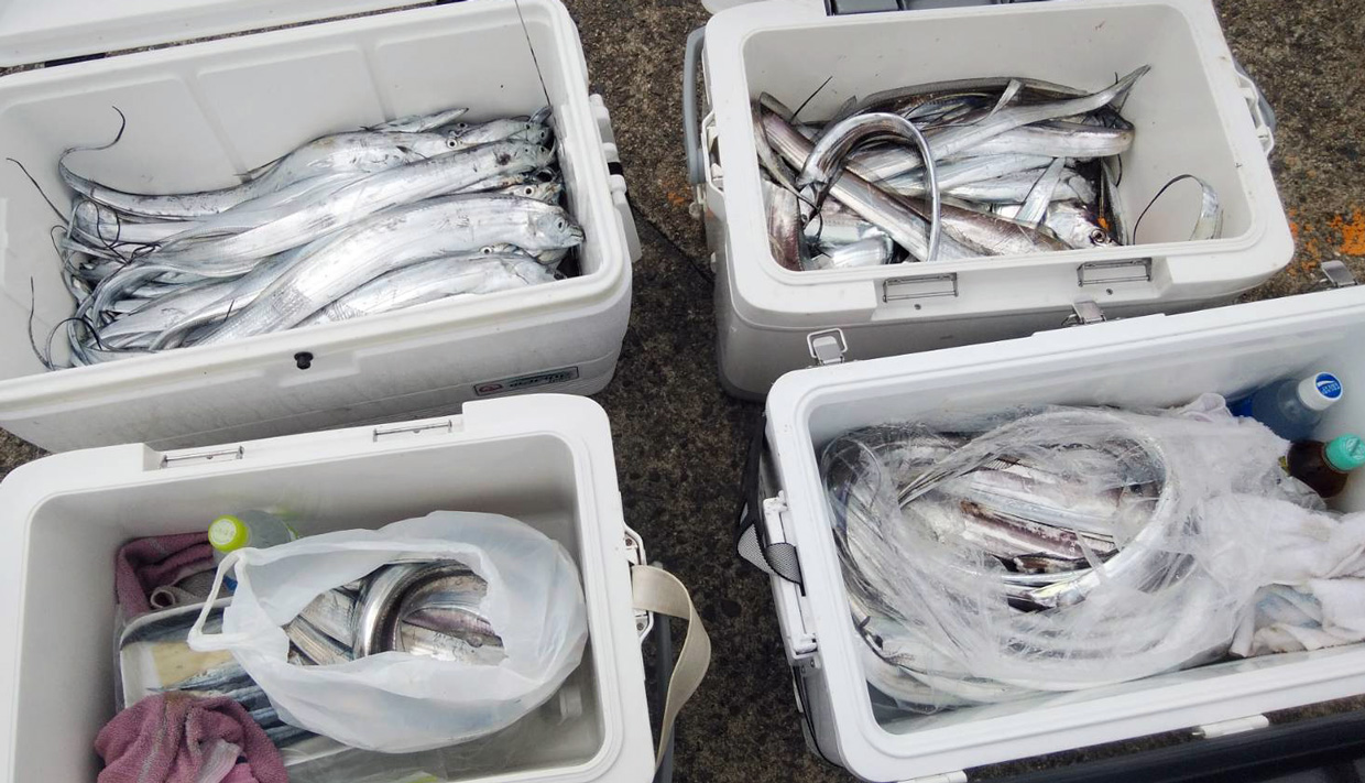 タイ 太刀魚