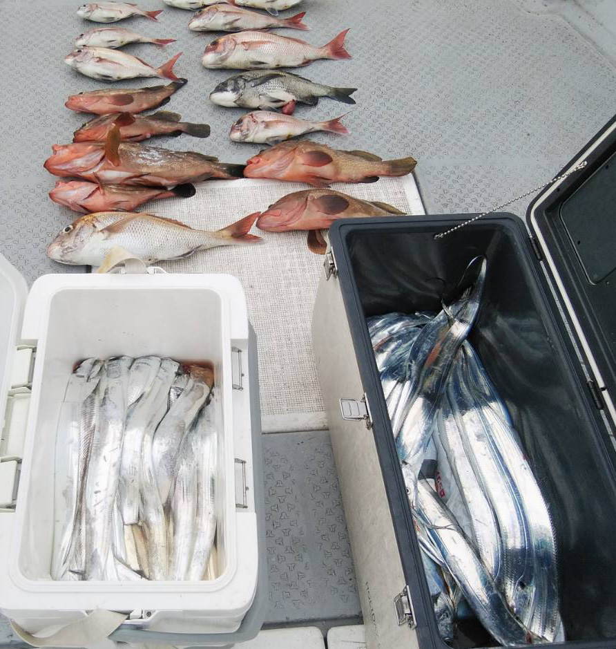 太刀魚アコウ、タイ