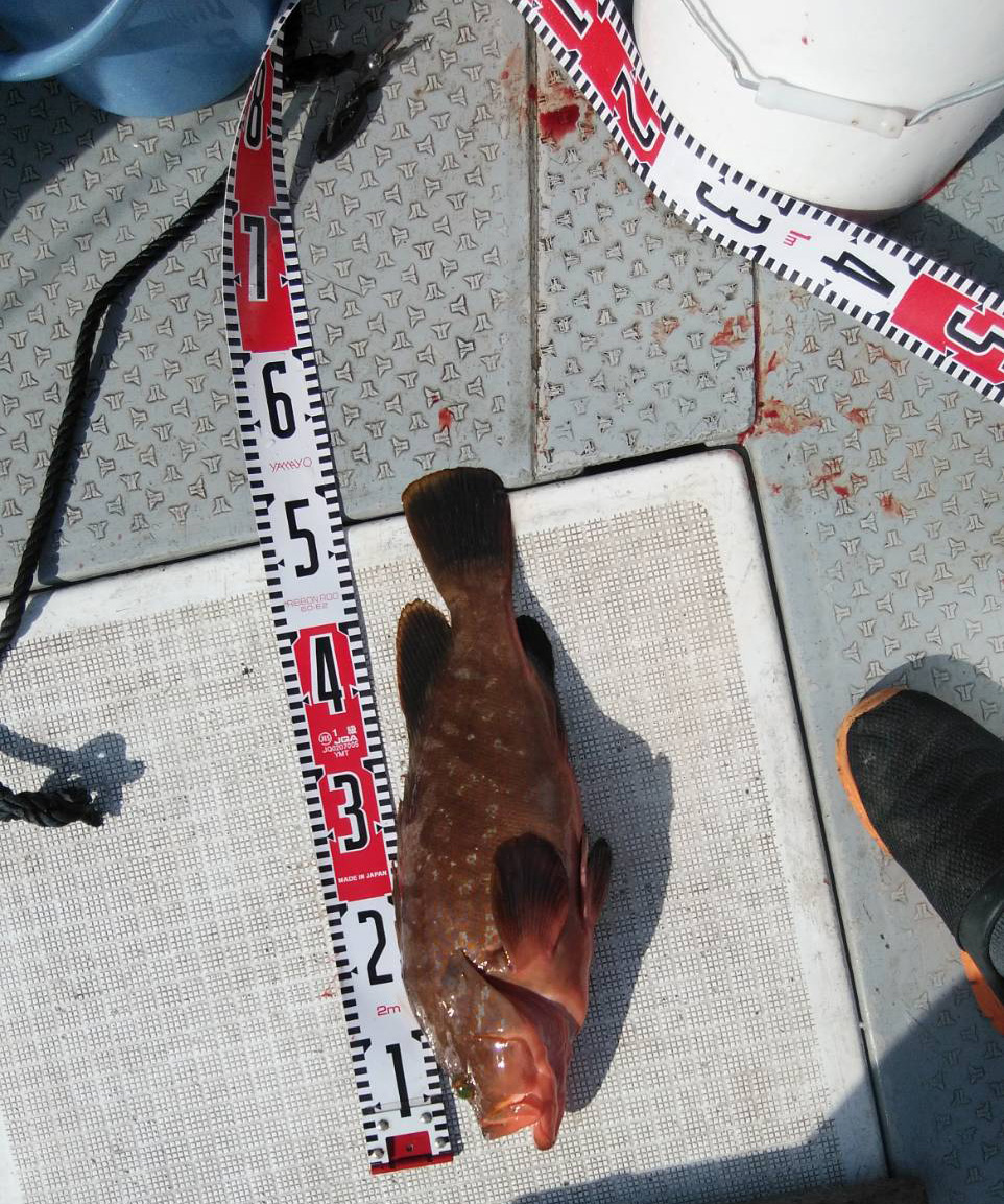 太刀魚アコウ、タイ
