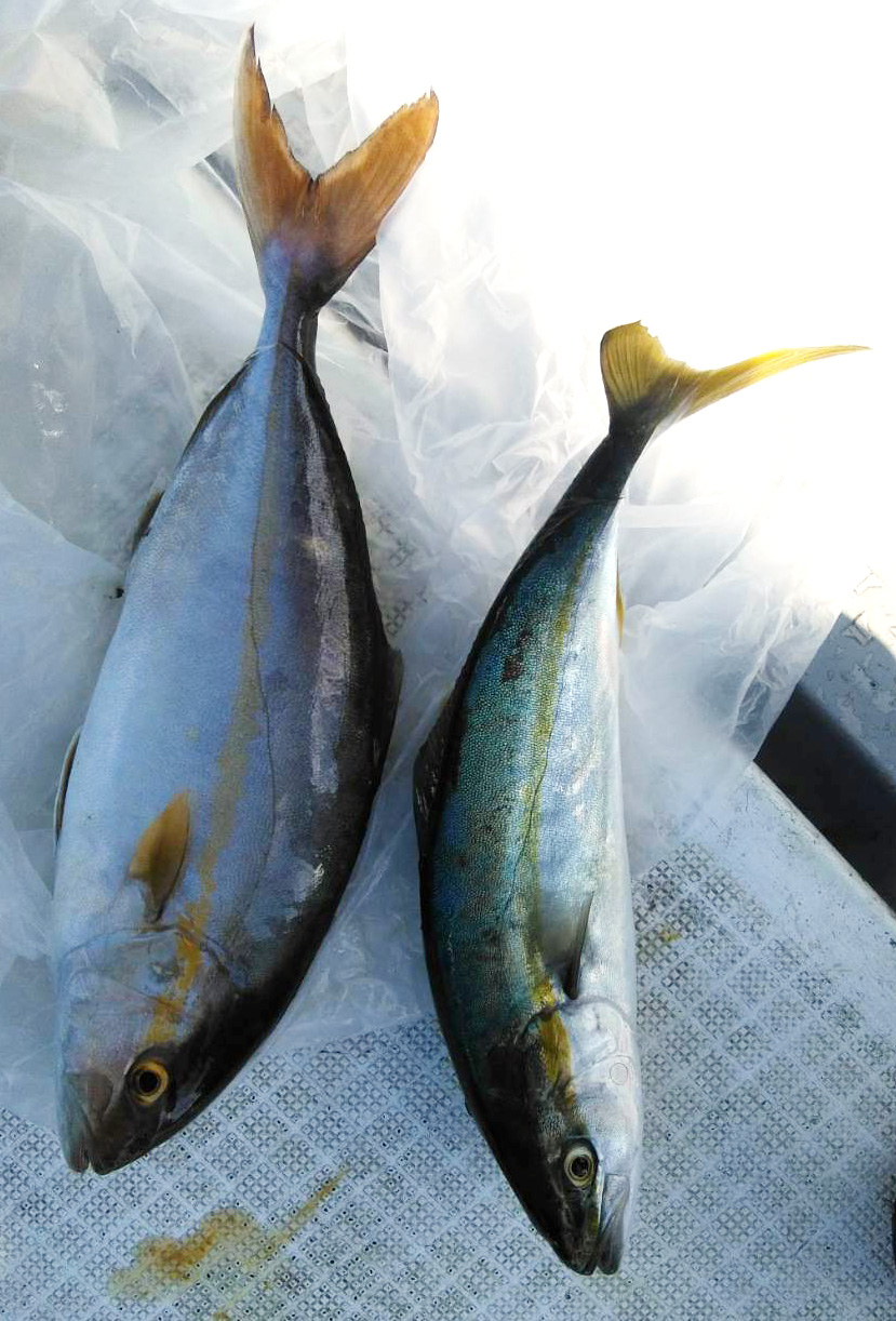 タイラバーでハマチとカンパチ、タイ、アコウ