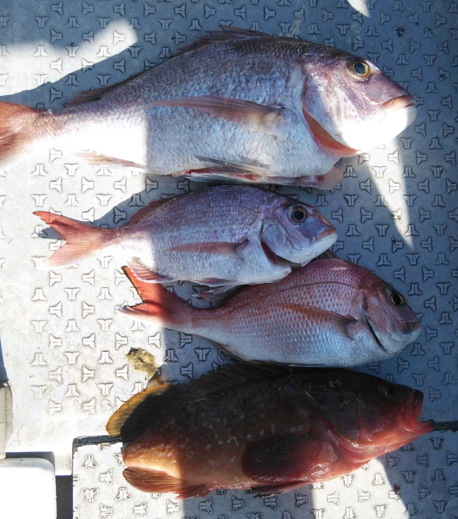 タイラバーでハマチとカンパチ、タイ、アコウ