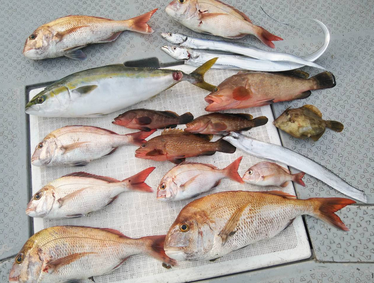 タイ65センチ、アコウ52センチ、ハマチ67センチそして太刀魚