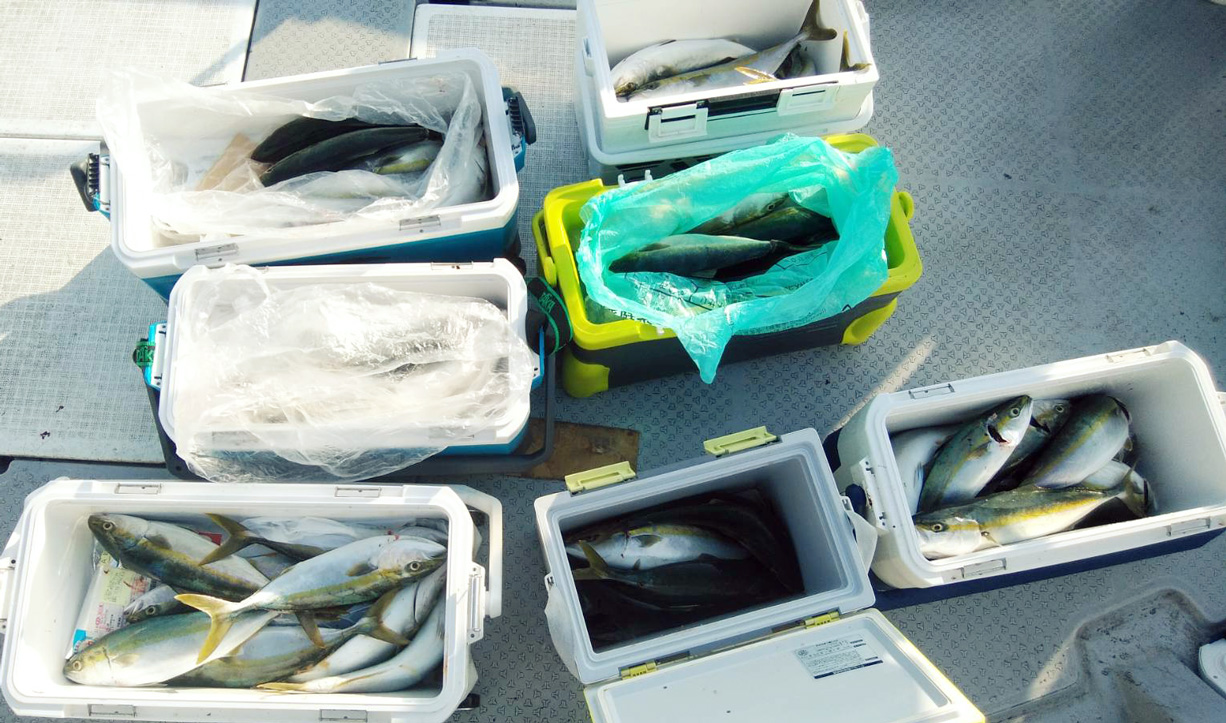 ツバス45センチから50センチ