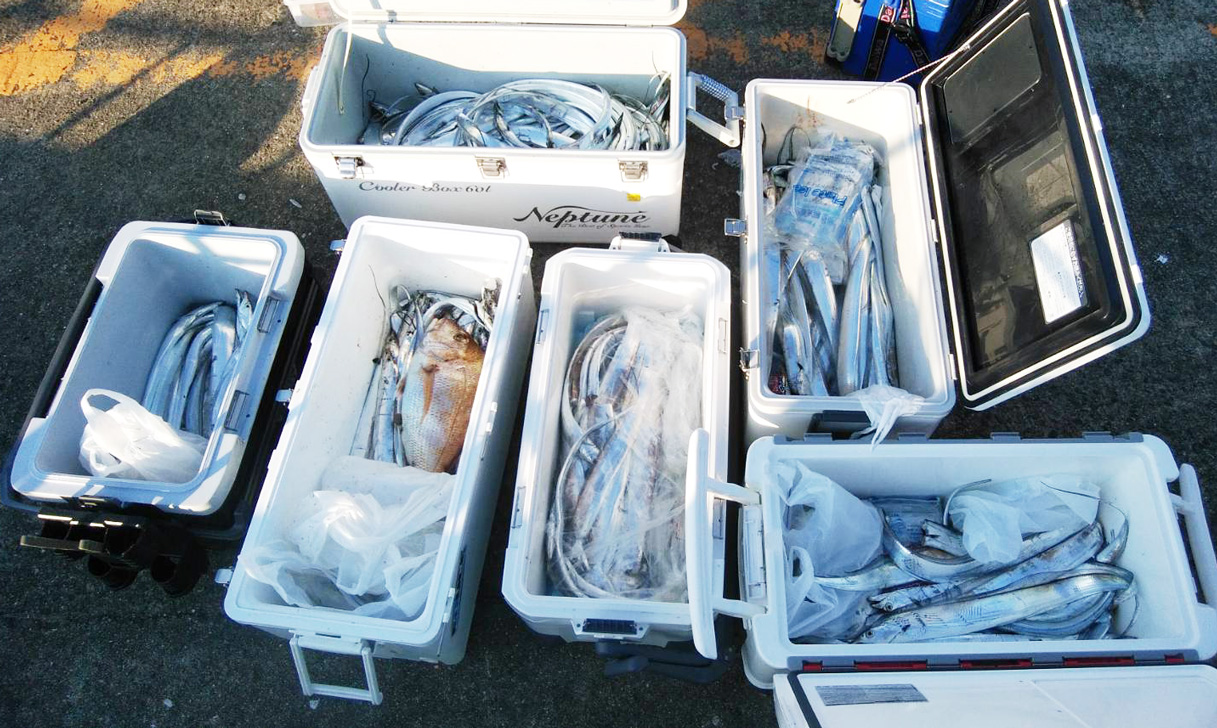 太刀魚が、まあまあ釣れました