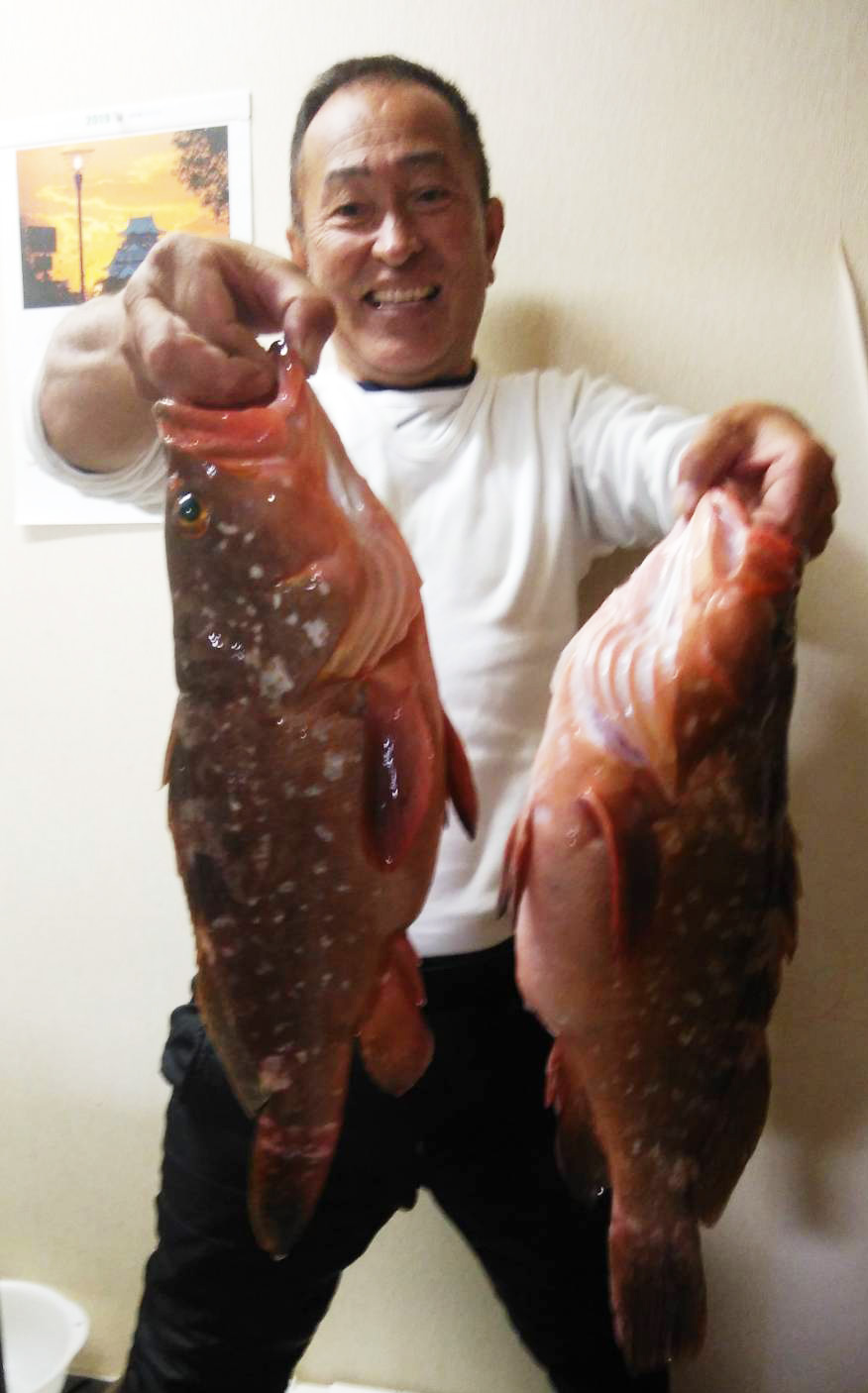 アコウ５6・５０・４８センチタイが６匹