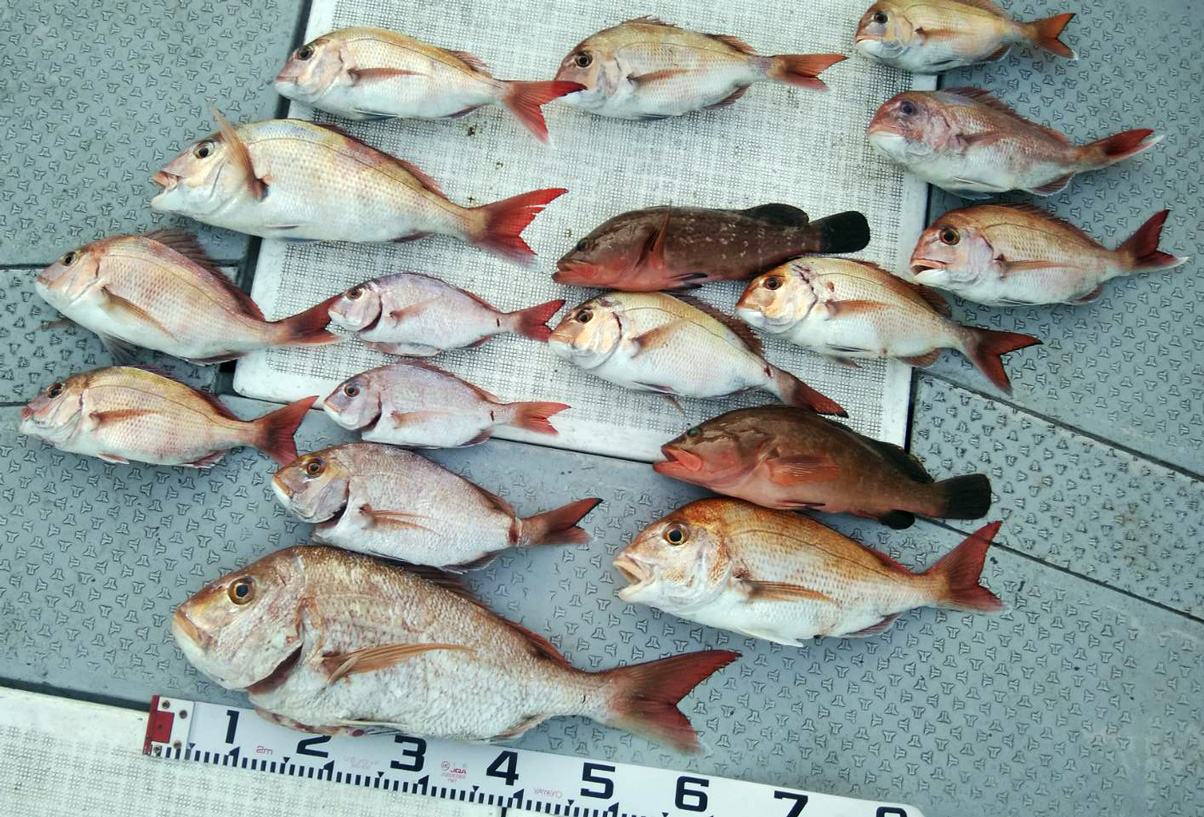 タイとアコウが釣れました