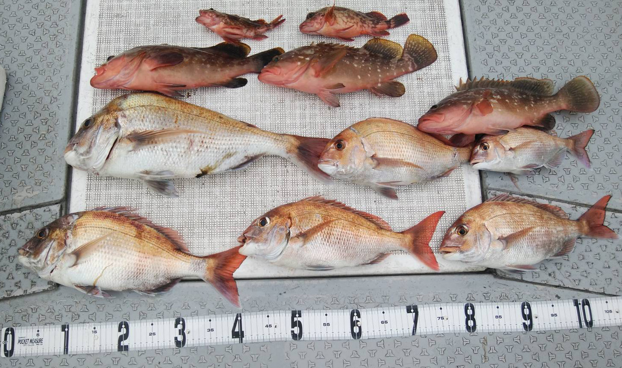 テンヤでタイ、アコウ、カサゴ、コチ