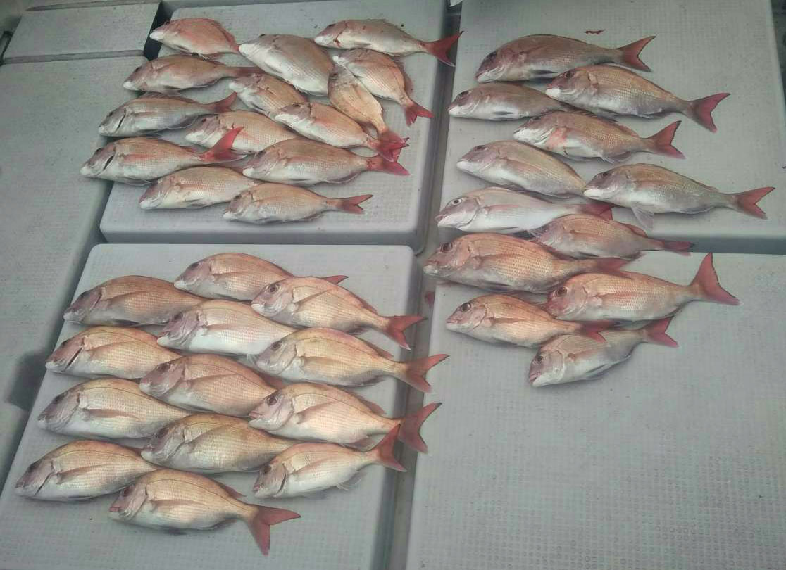 タイ33センチから42センチ43匹