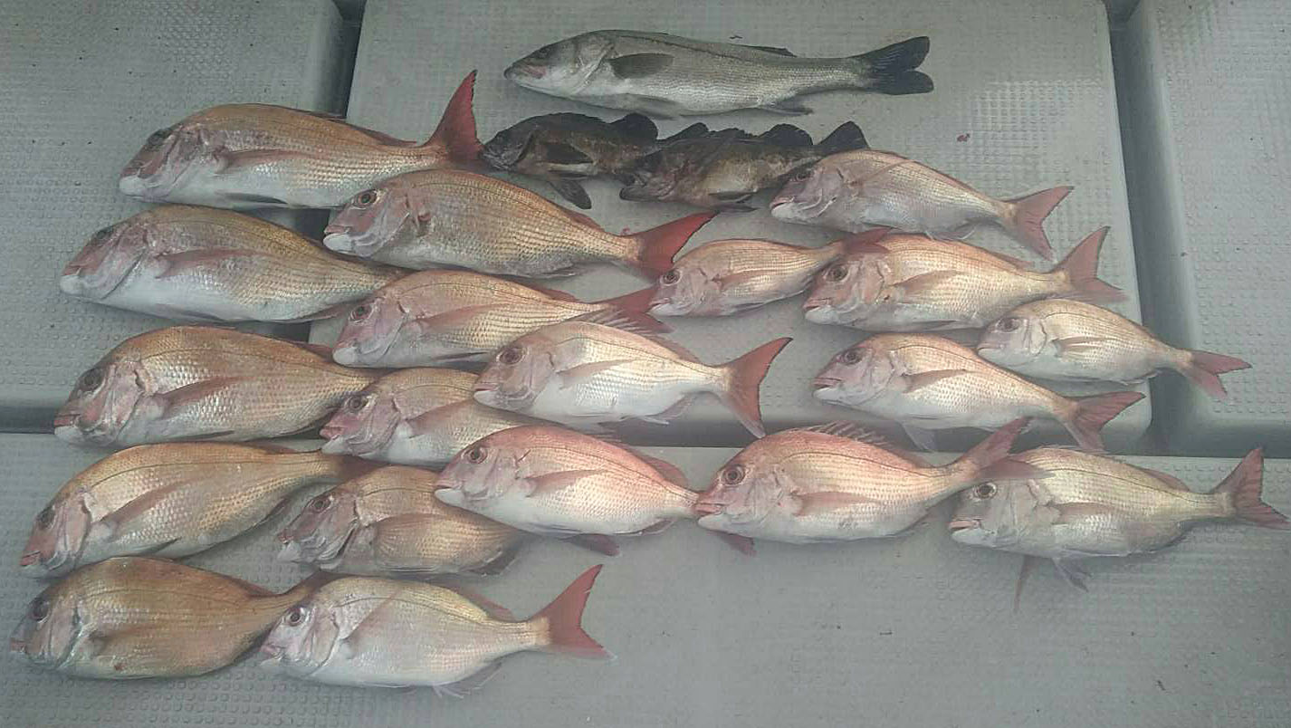 タイ１9匹ウキソ２匹ハネ１匹