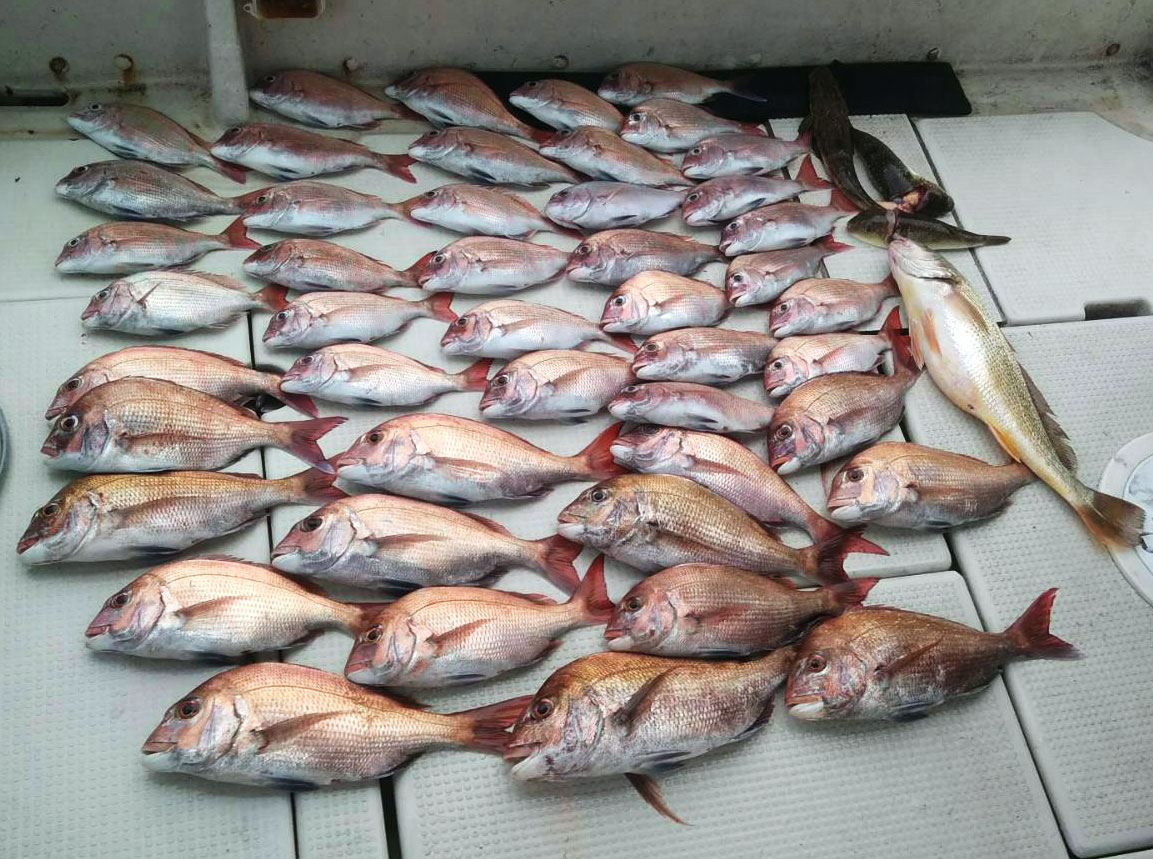 タイが  よくつれました