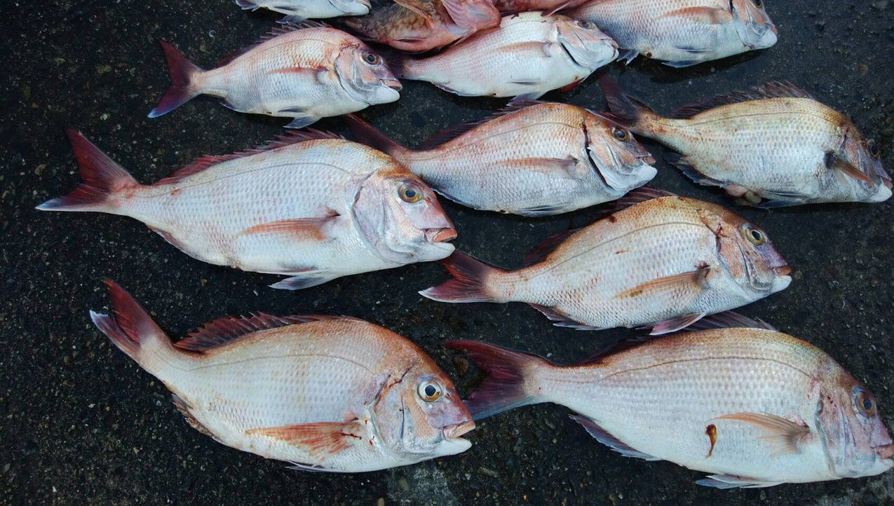 タイ42から53センチまでが17匹、カサゴ７匹 25センチ
