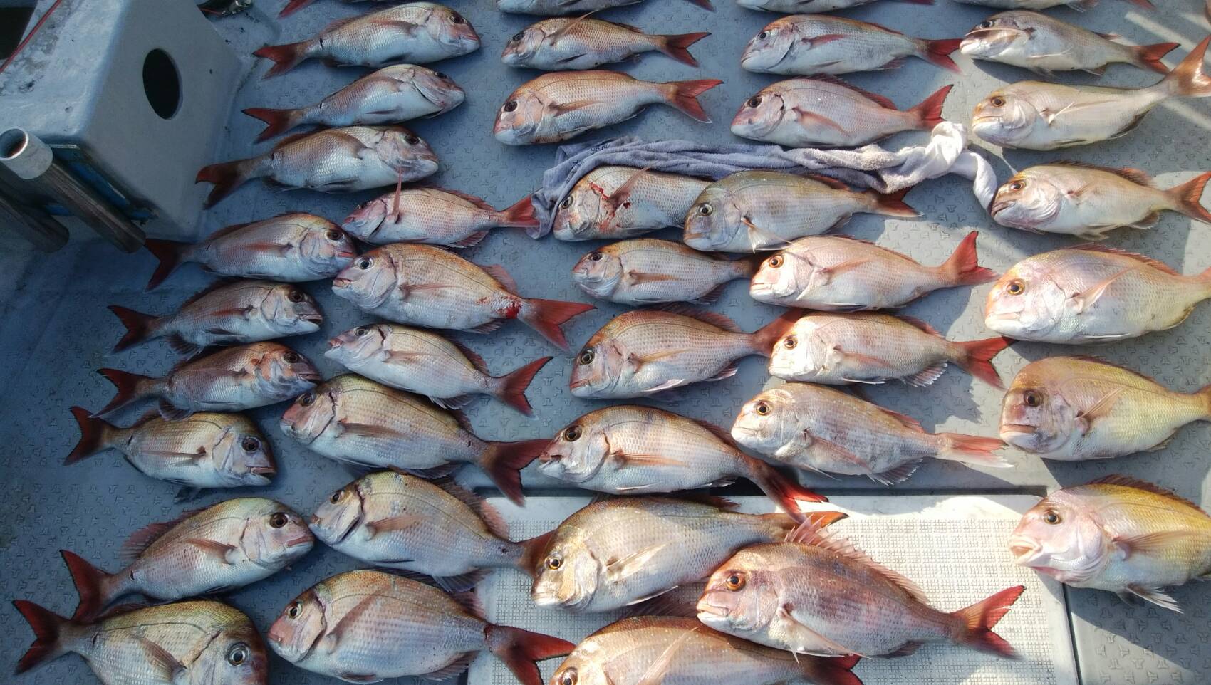 タイがよくつれました。40から50センチ