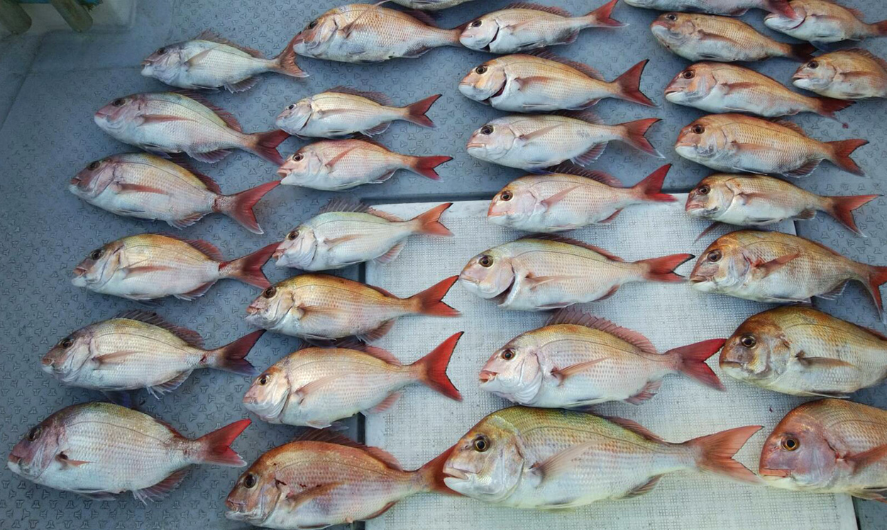 タイが釣れましたあ