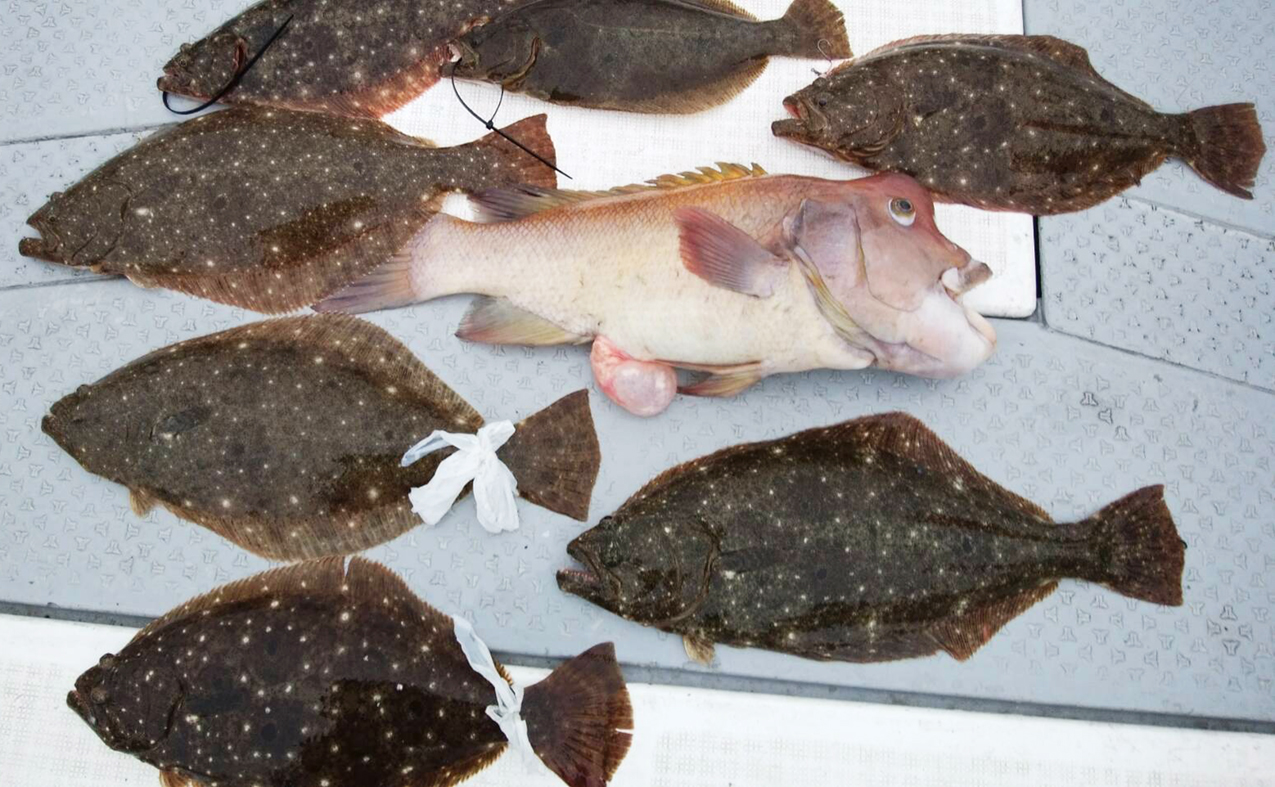 ヒラメ釣れましたあ