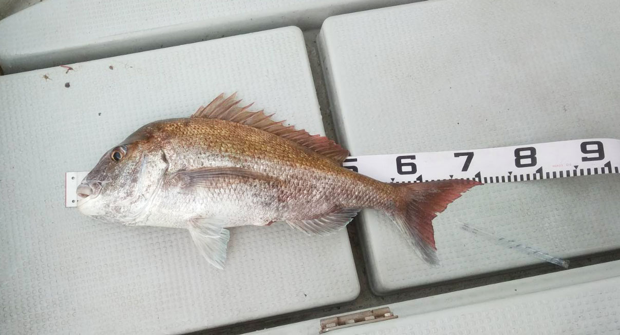今日は大きいのが釣れました  ７１センチ