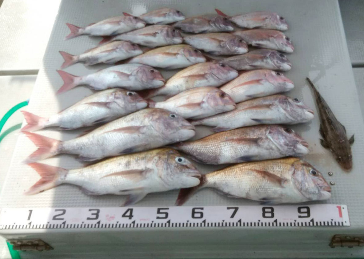 タイ30から50センチ20匹
