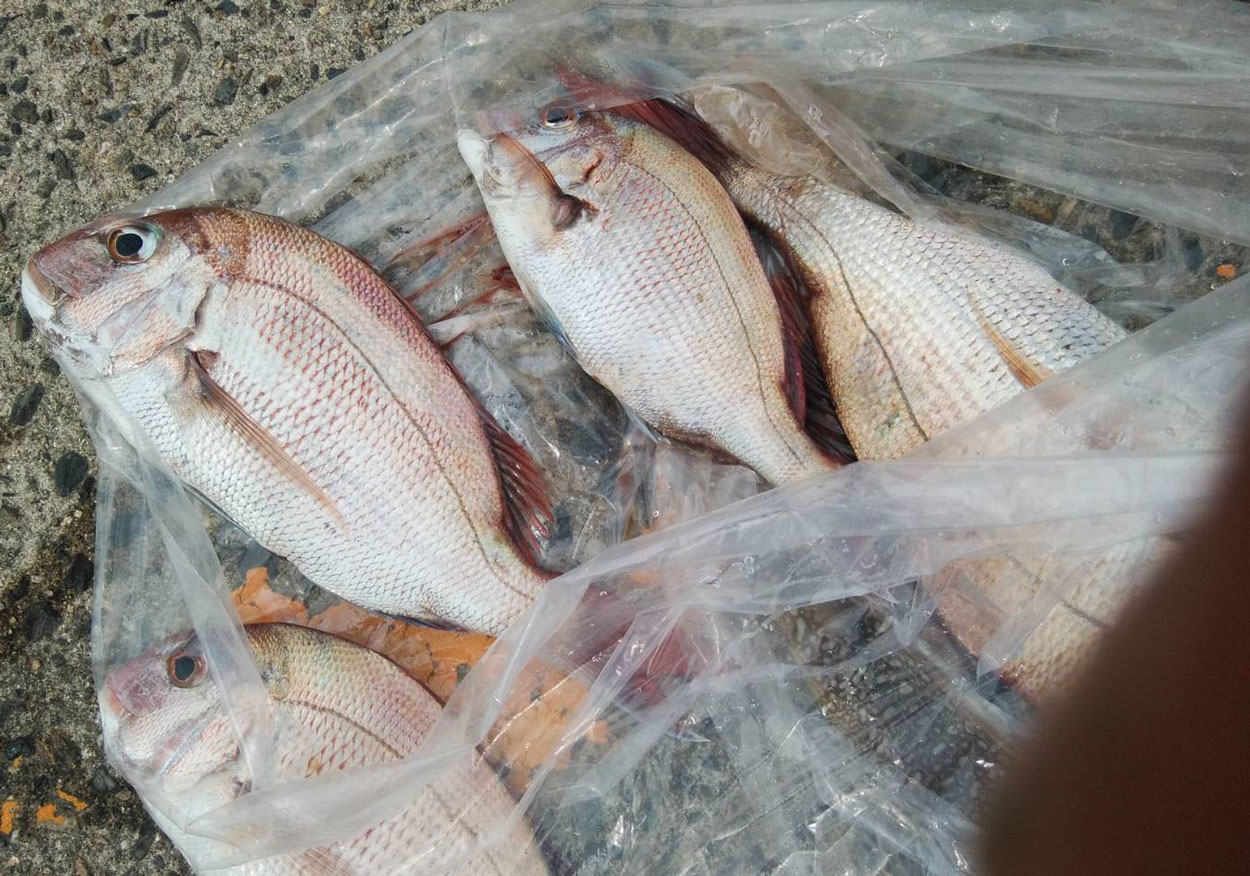 釣果報告