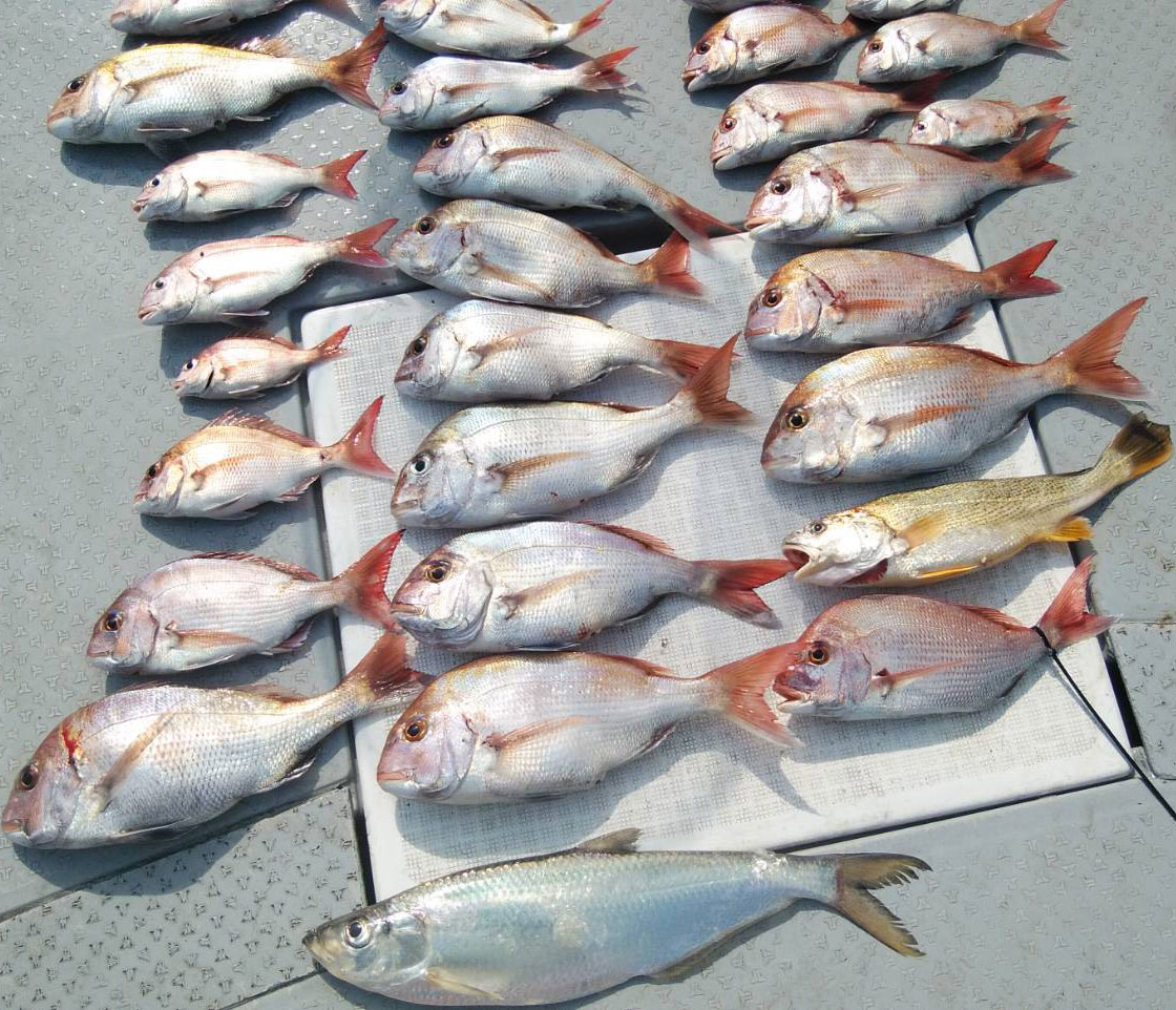タイがタイラバで よく釣れてますよ