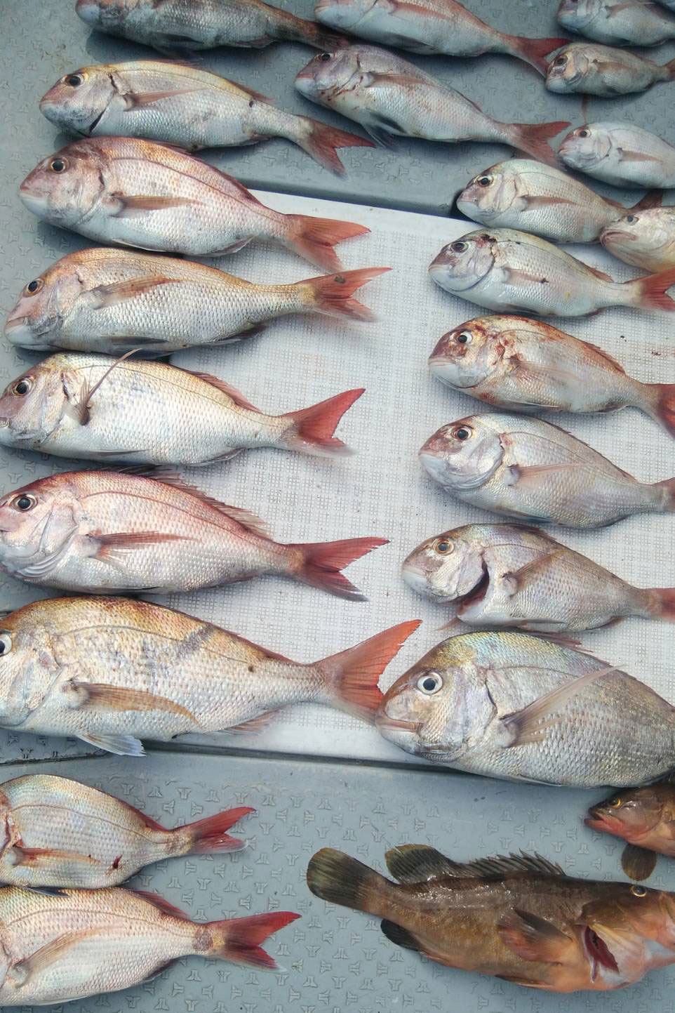 タイ、アコウ、マゴチが釣れたよ