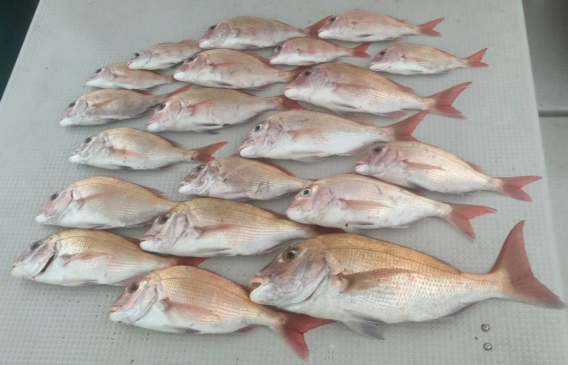 タイがよく釣れますよ