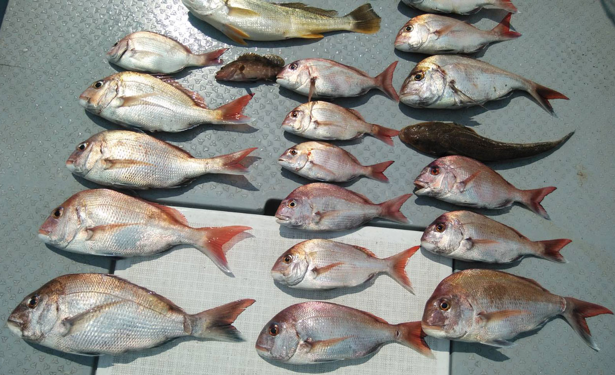 いいタイが釣れました