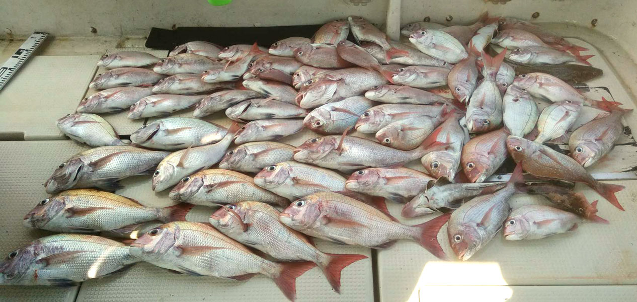 釣果報告