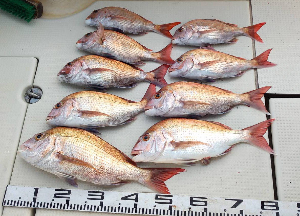 タイラバもまだ釣れてます