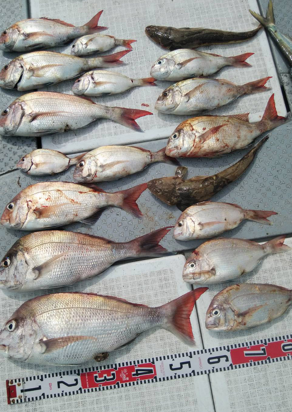 タイラバ