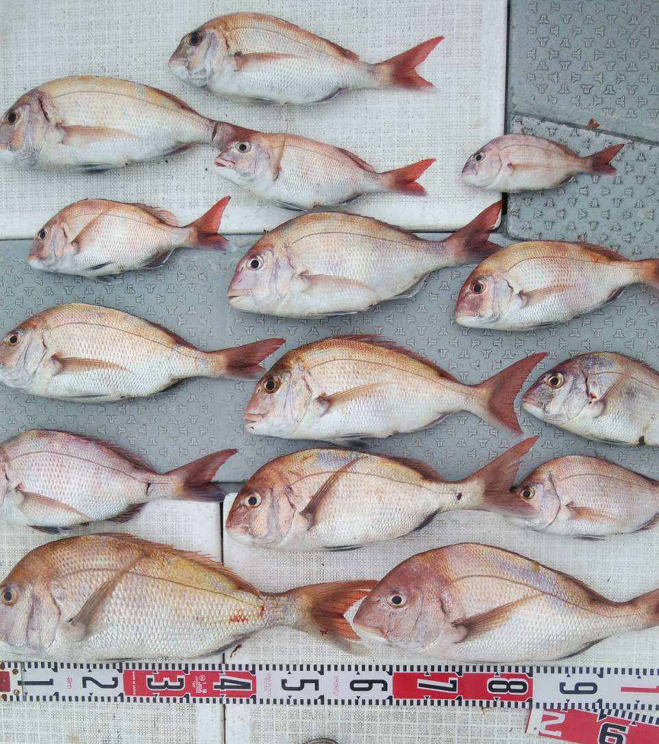 タイラバとひとつテンヤでタイ