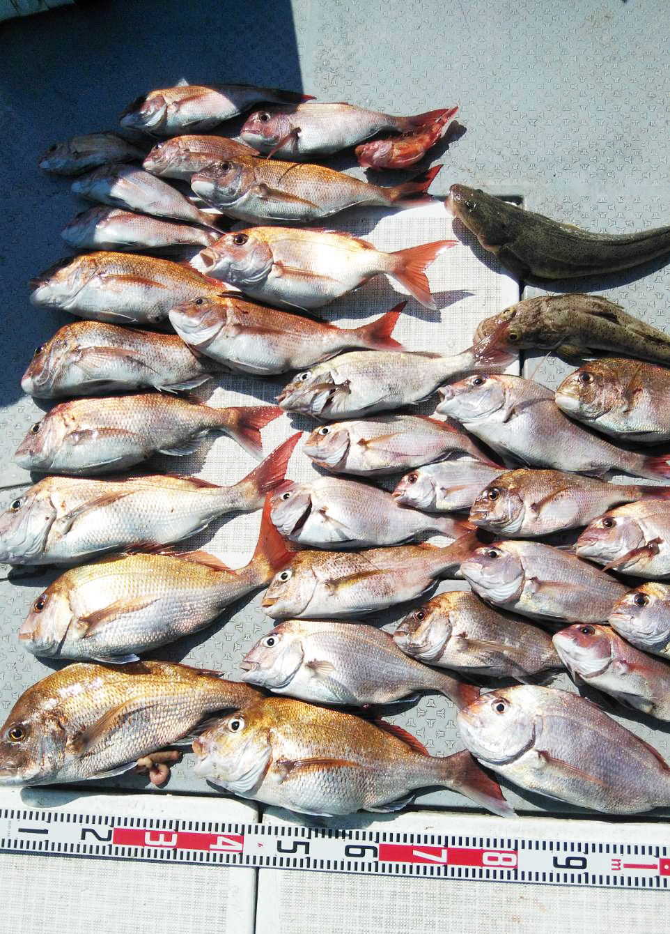 鯛