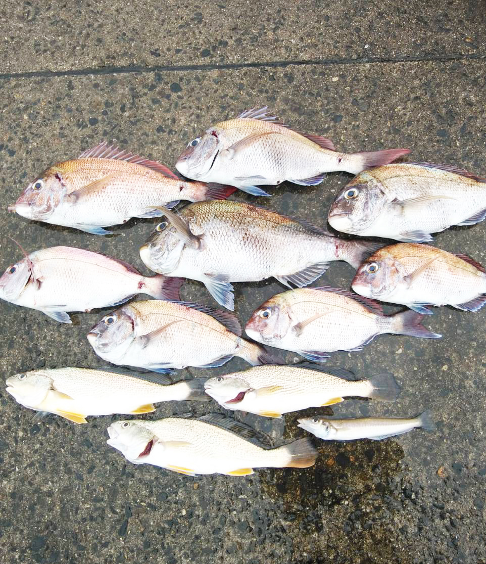 Fishパレード取材